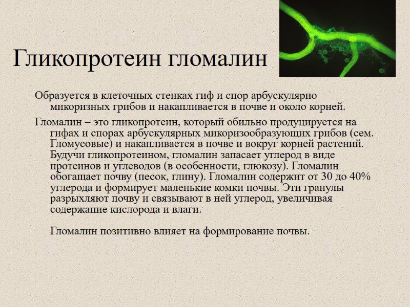 Гликопротеин гломалин Образуется в клеточных стенках гиф и спор арбускулярно микоризных грибов и накапливается
